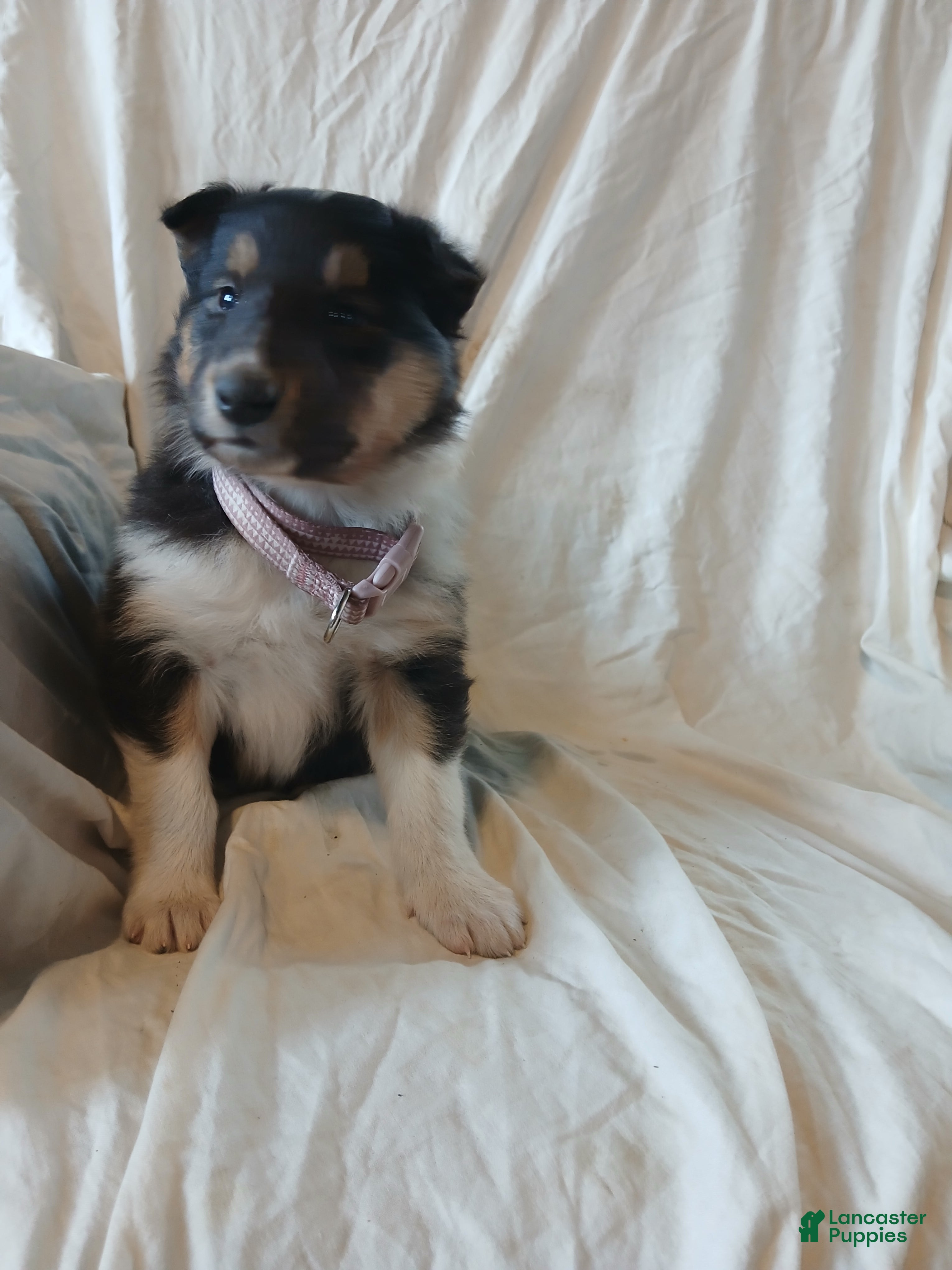 Collie dogs Jade - Ad 10