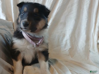 Collie dogs Jade - Ad 5