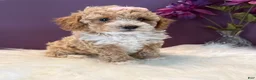 Toy Poodle dogs for sale: Oakley - Ad 4