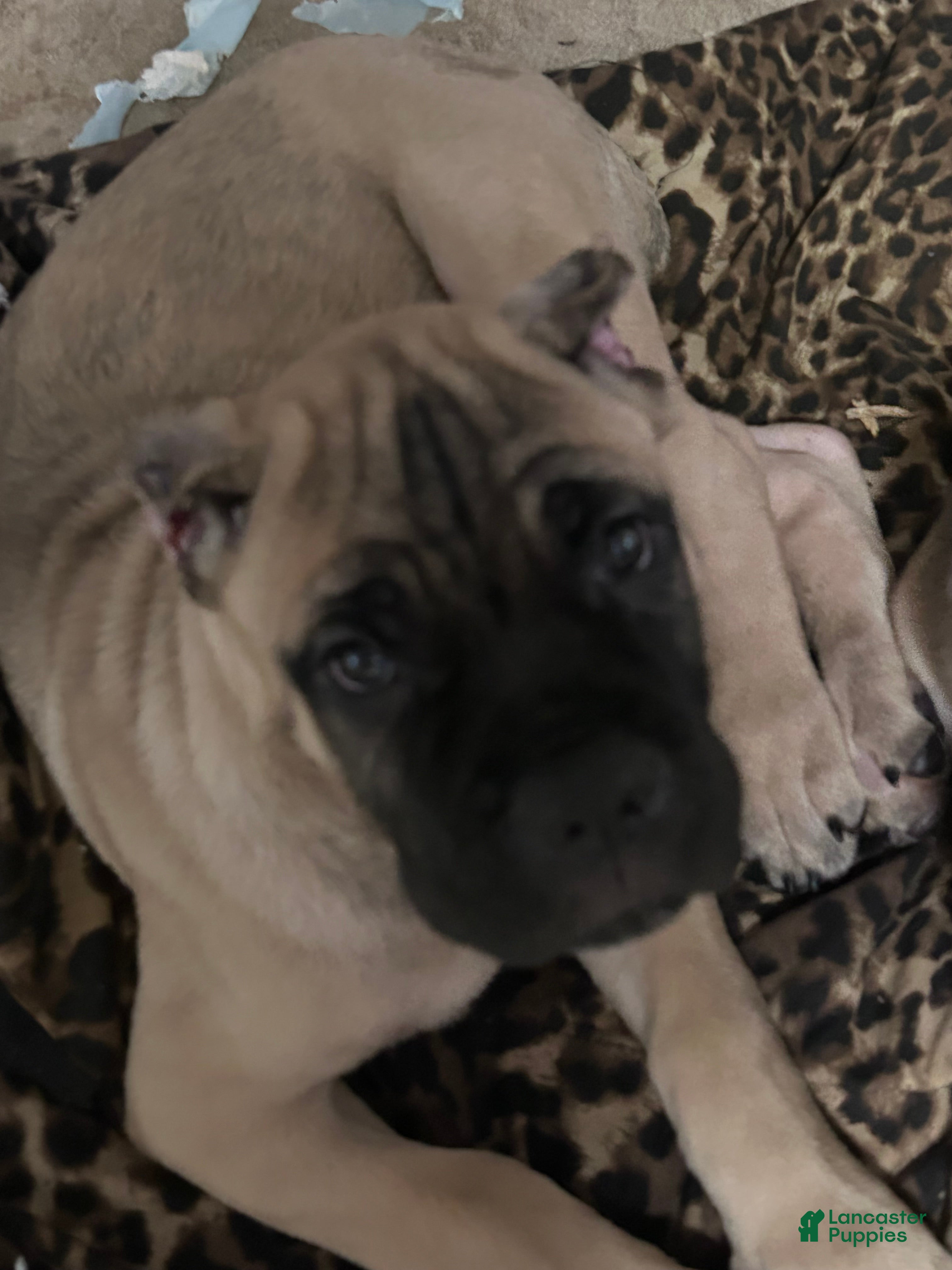 Cane Corso (Cane Corso, Male) in Massillon, OH