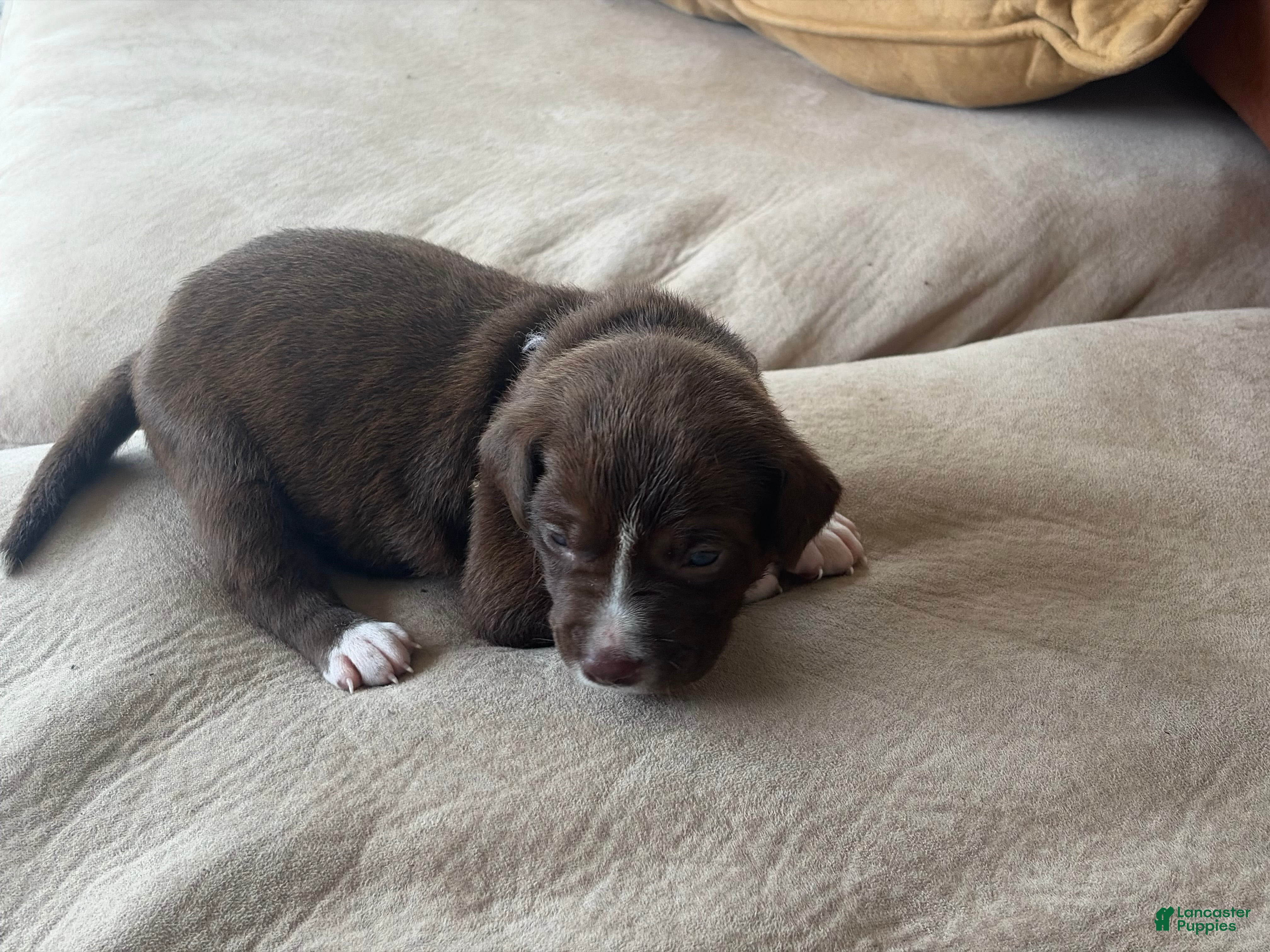 Labrador Retriever dogs for sale: Labrador Retriever 4 - Ad 3