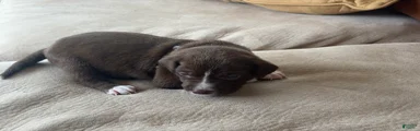 Labrador Retriever 4