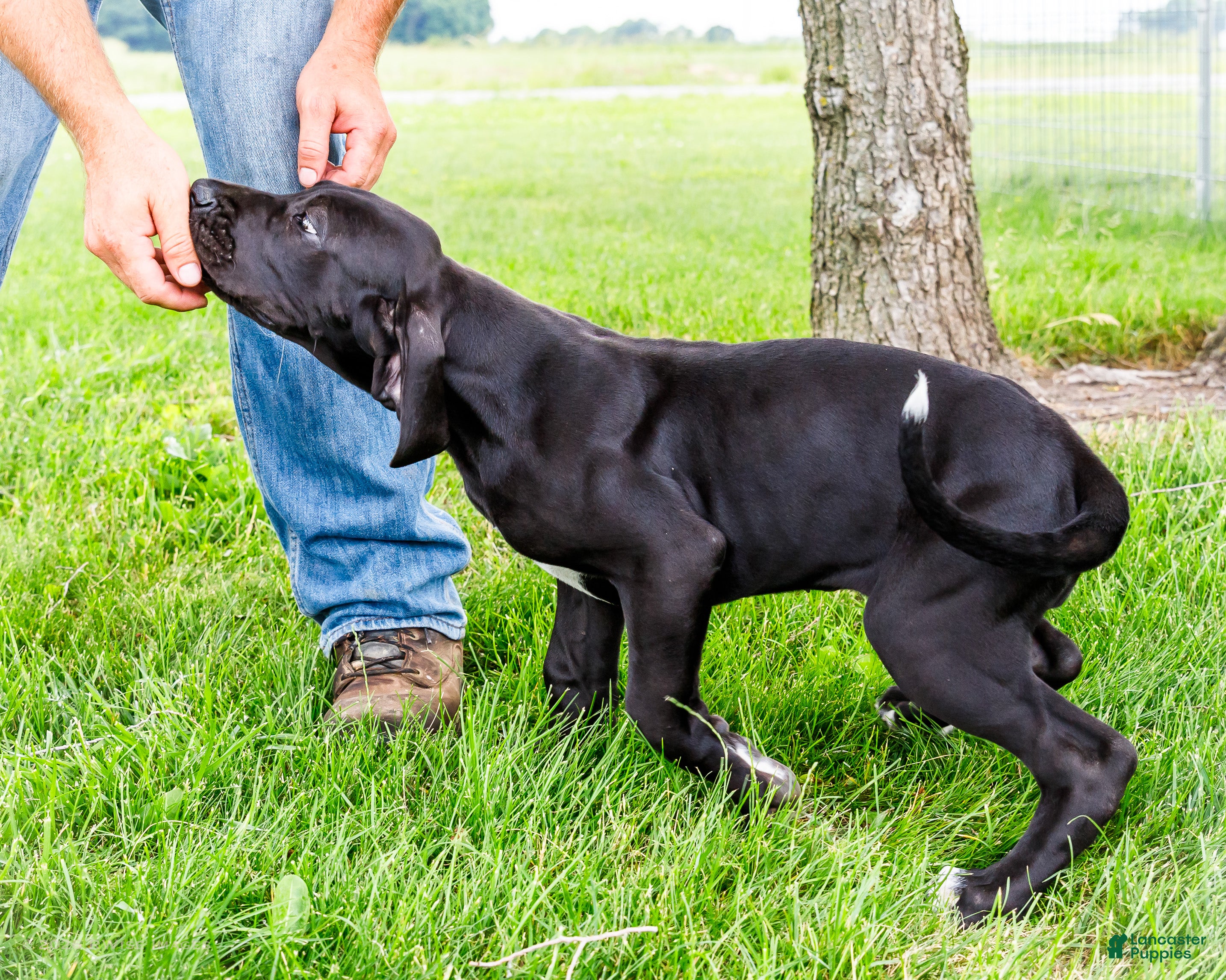 Great Dane dogs Kate - Ad 2