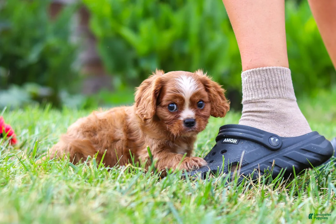 Cavalier King Charles Spaniel dogs for sale: Ollie - Ad 2