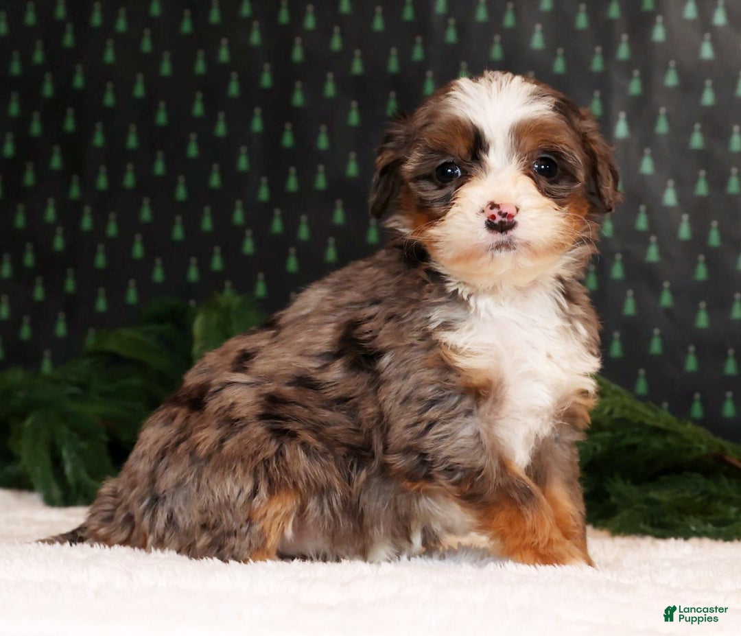 Mini Bernedoodle dogs for sale: Angel - Ad 2