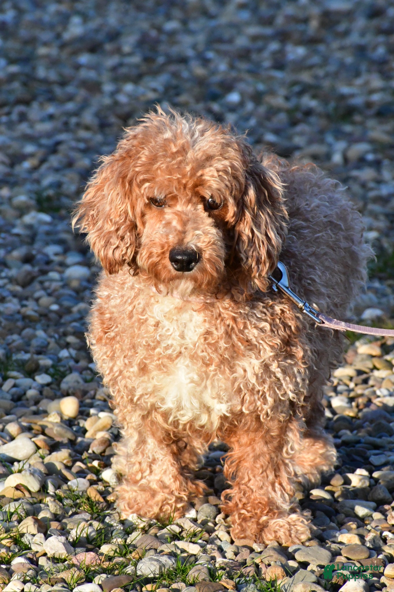 Miniature Poodle dogs for sale: Sheldon - Ad 8