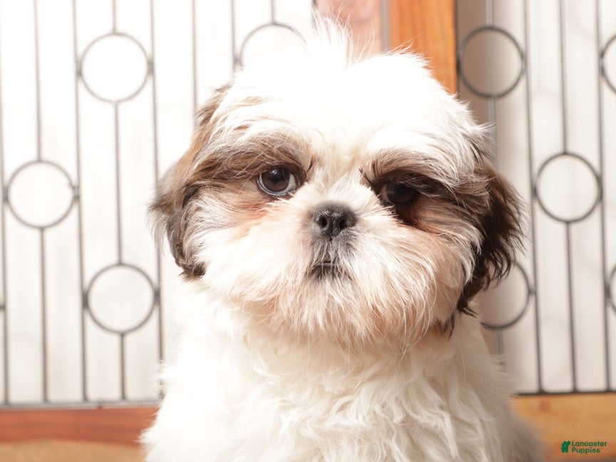 Shih Tzu dogs Pancake - Ad 2
