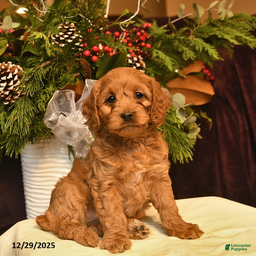 Cockapoo dogs Sage  - Ad 30