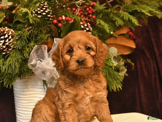 Cockapoo dogs Sage - Ad 34