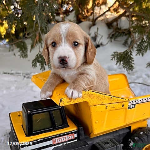 Dachshund dogs Jasper - Ad 10