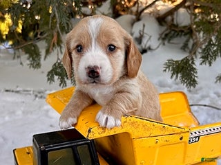 Dachshund dogs Jasper - Ad 8