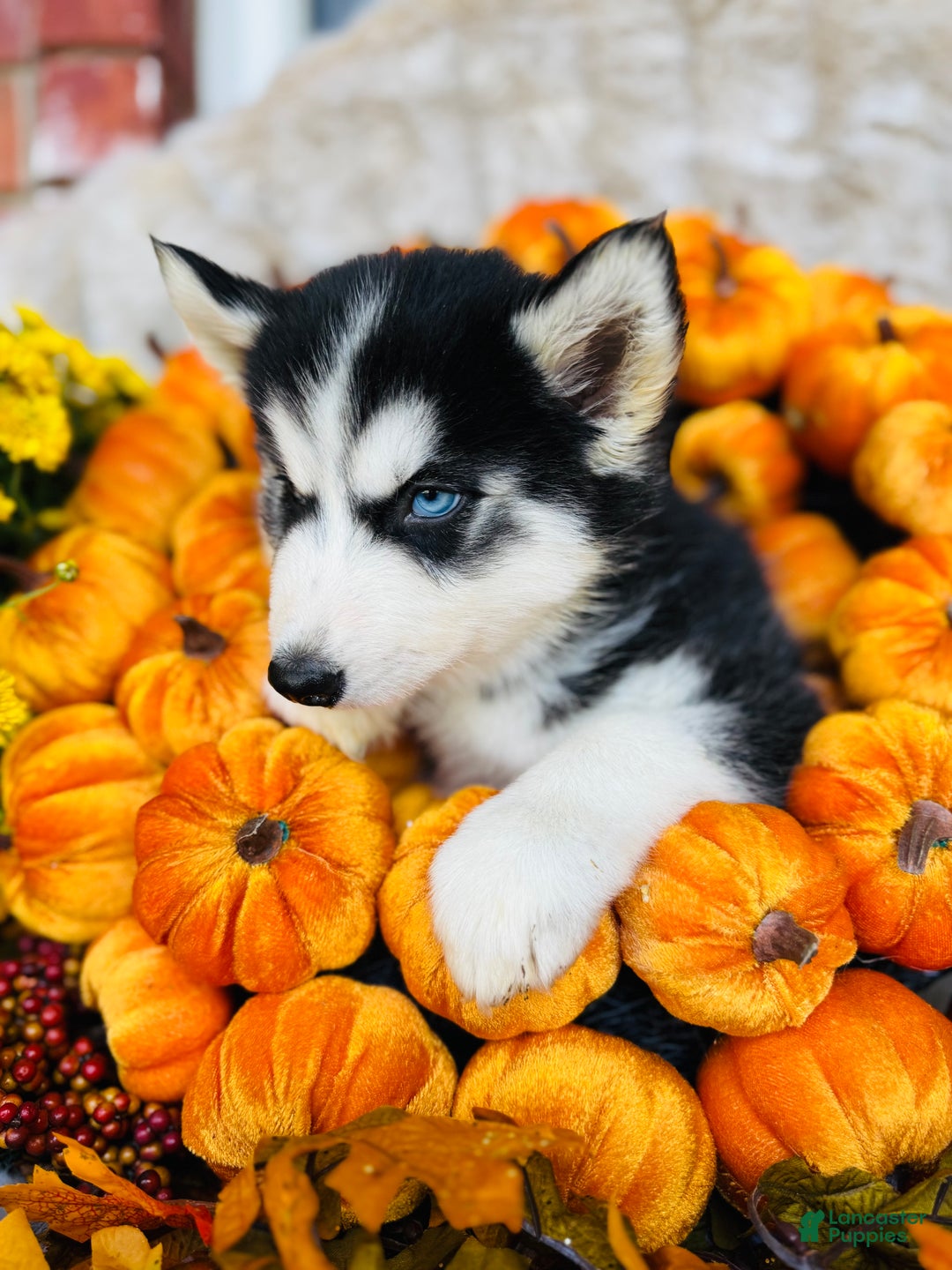 Siberian Husky dogs for sale: Siberian Husky Puppy 2 - Ad 4