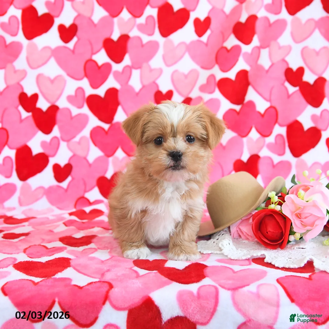 Shorkie dogs for sale: Honey - Ad 4