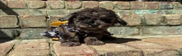 Miniature Poodle dogs for sale: Truffle - Ad 1