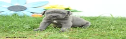 Cane Corso dogs for sale: Rosie - Ad 2