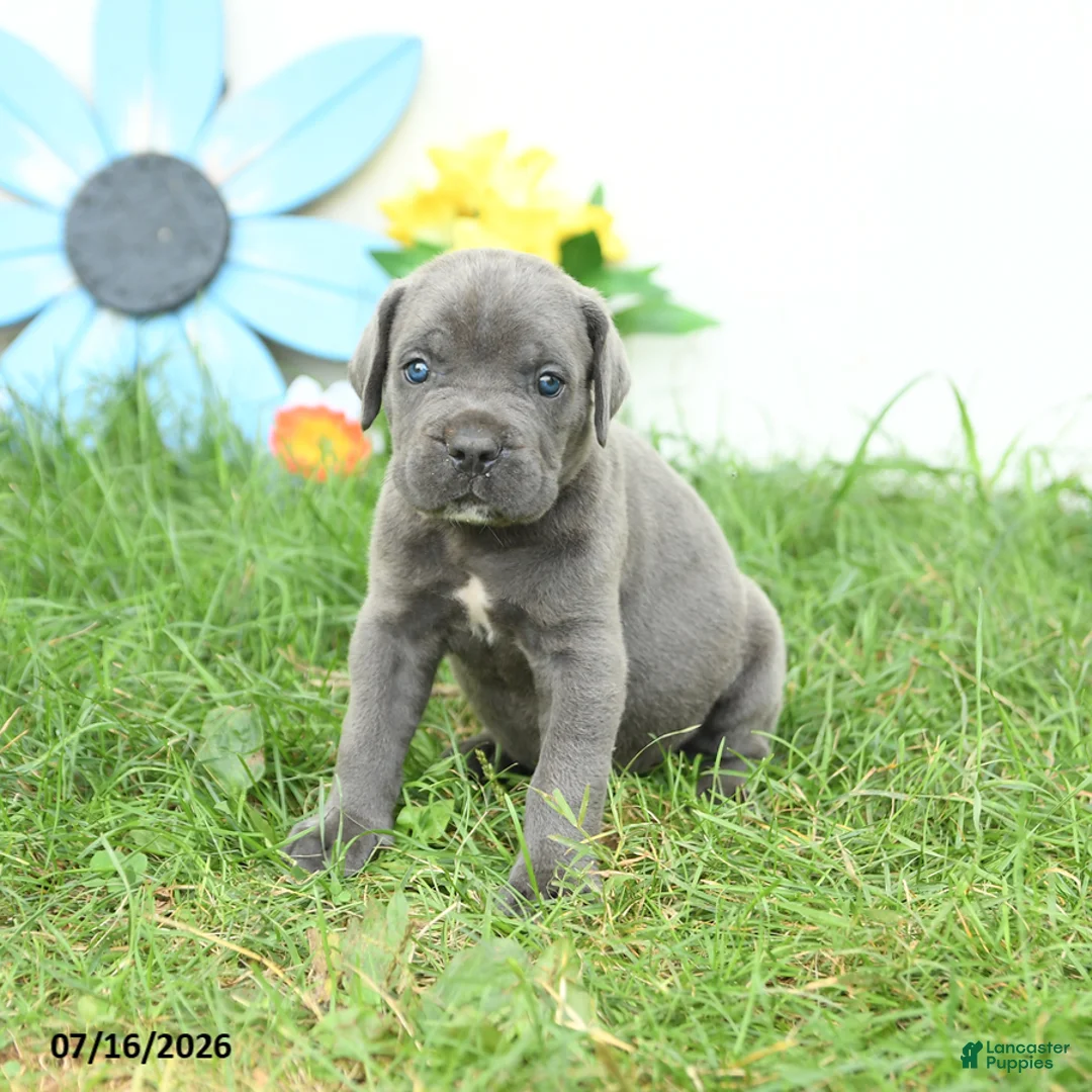 Cane Corso dogs for sale: Rosie - Ad 2
