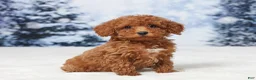 Toy Poodle dogs for sale: Micky - Ad 2