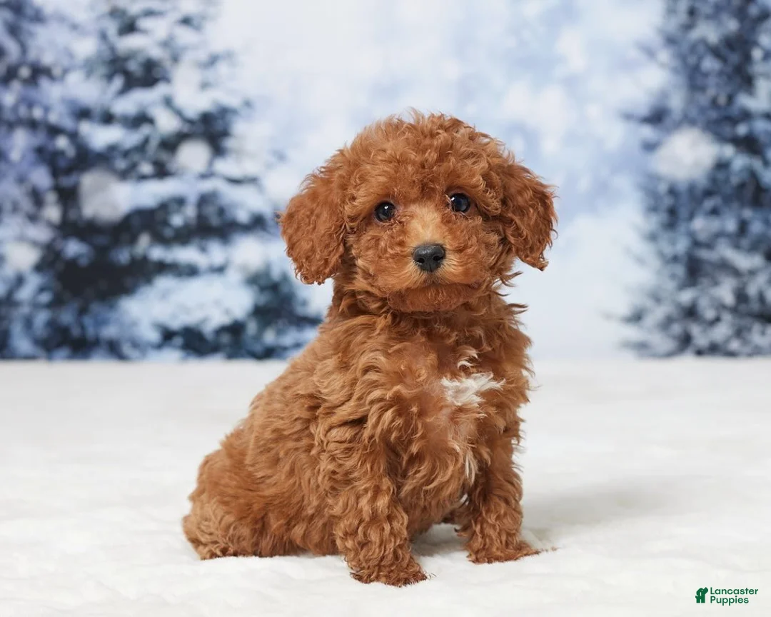 Toy Poodle dogs for sale: Micky - Ad 2
