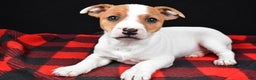 Jack Russell Terrier dogs for sale: Muffin - Ad 4