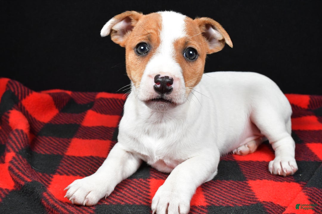 Jack Russell Terrier dogs for sale: Muffin - Ad 4