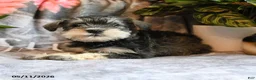 Miniature Schnauzer dogs for sale: Molly - Ad 4