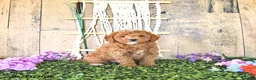 Mini Goldendoodle dogs for sale: Mr Homestead - Ad 2
