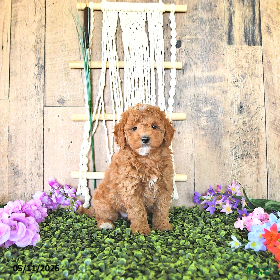 Mini Goldendoodle dogs for sale: Mr Homestead - Ad 2