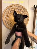 German Shepherd dogs Star - Ad 32