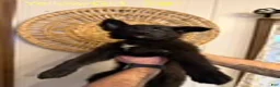 German Shepherd dogs for sale: Star - Ad 1