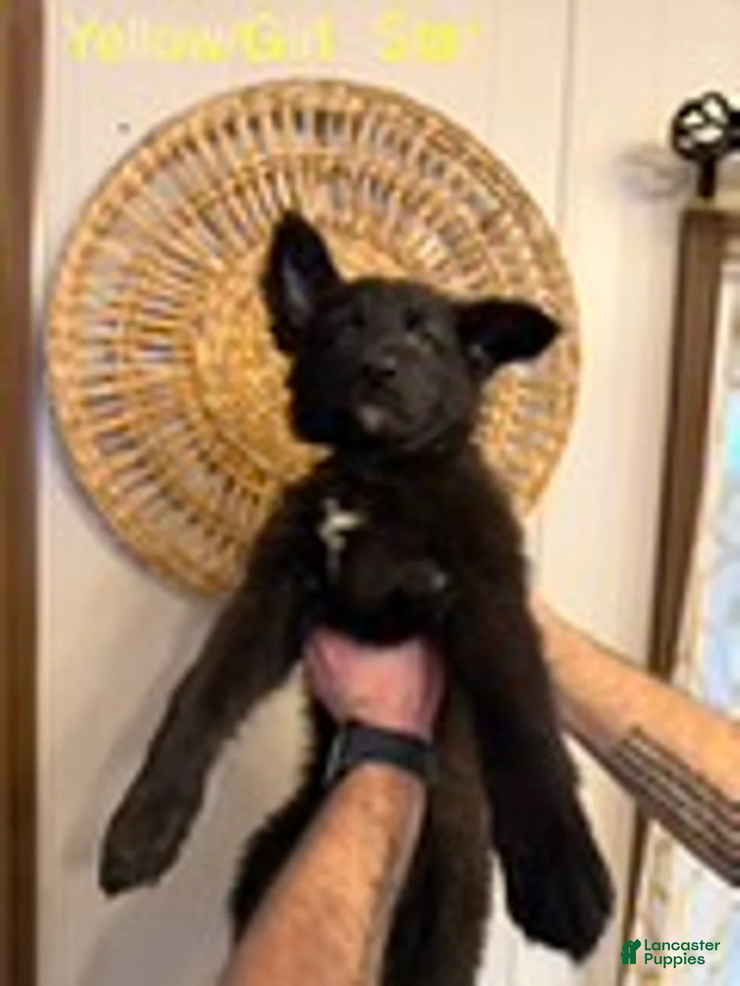 German Shepherd dogs for sale: Star - Ad 1