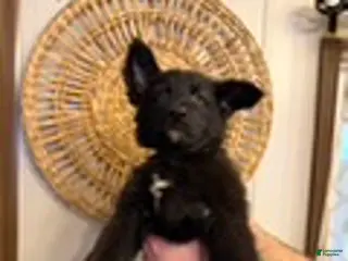 German Shepherd dogs Star - Ad 32