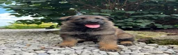 German Shepherd dogs for sale: Flynne - Ad 5