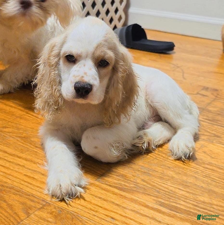 Cocker Spaniel dogs Bruno - Ad 1