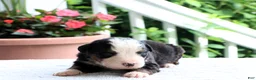Bernese Mountain Dog dogs for sale: Kyle - Ad 4