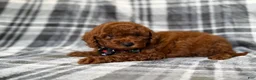 Mini Goldendoodle dogs for sale: Snickers - Ad 8