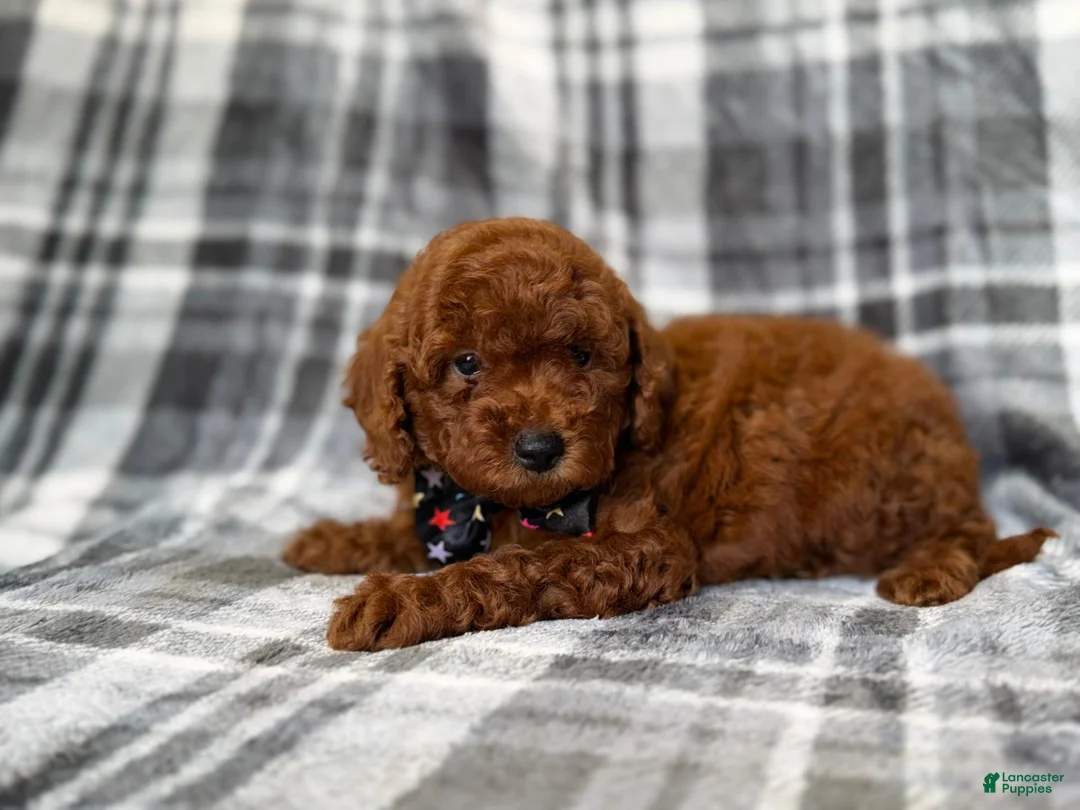 Mini Goldendoodle dogs for sale: Snickers - Ad 8