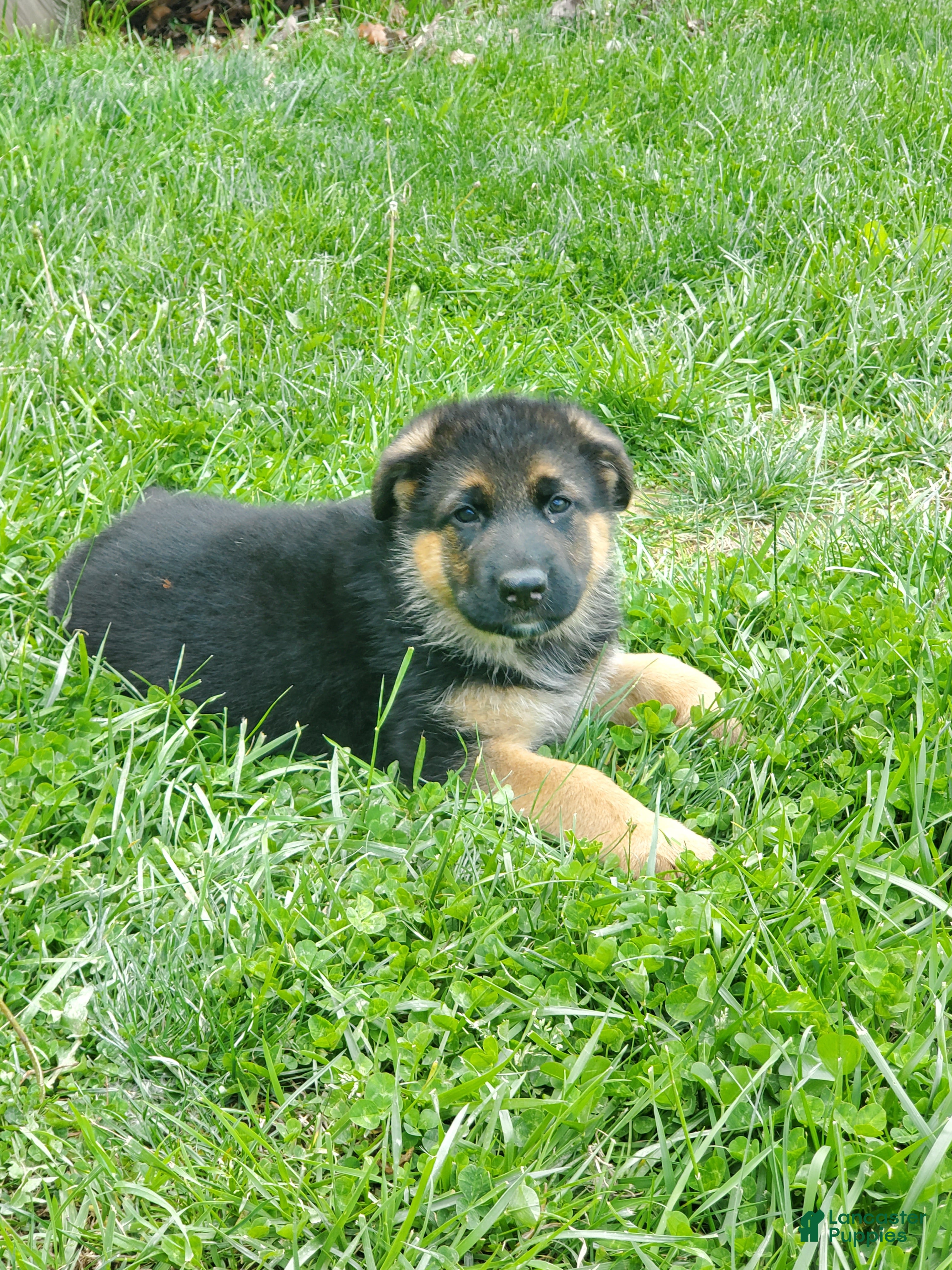 German Shepherd dogs Sparkle - Ad 2