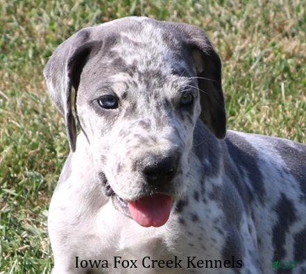 Great Dane dogs Shakira - Ad 1