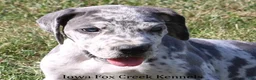 Great Dane dogs for sale: Shakira - Ad 1