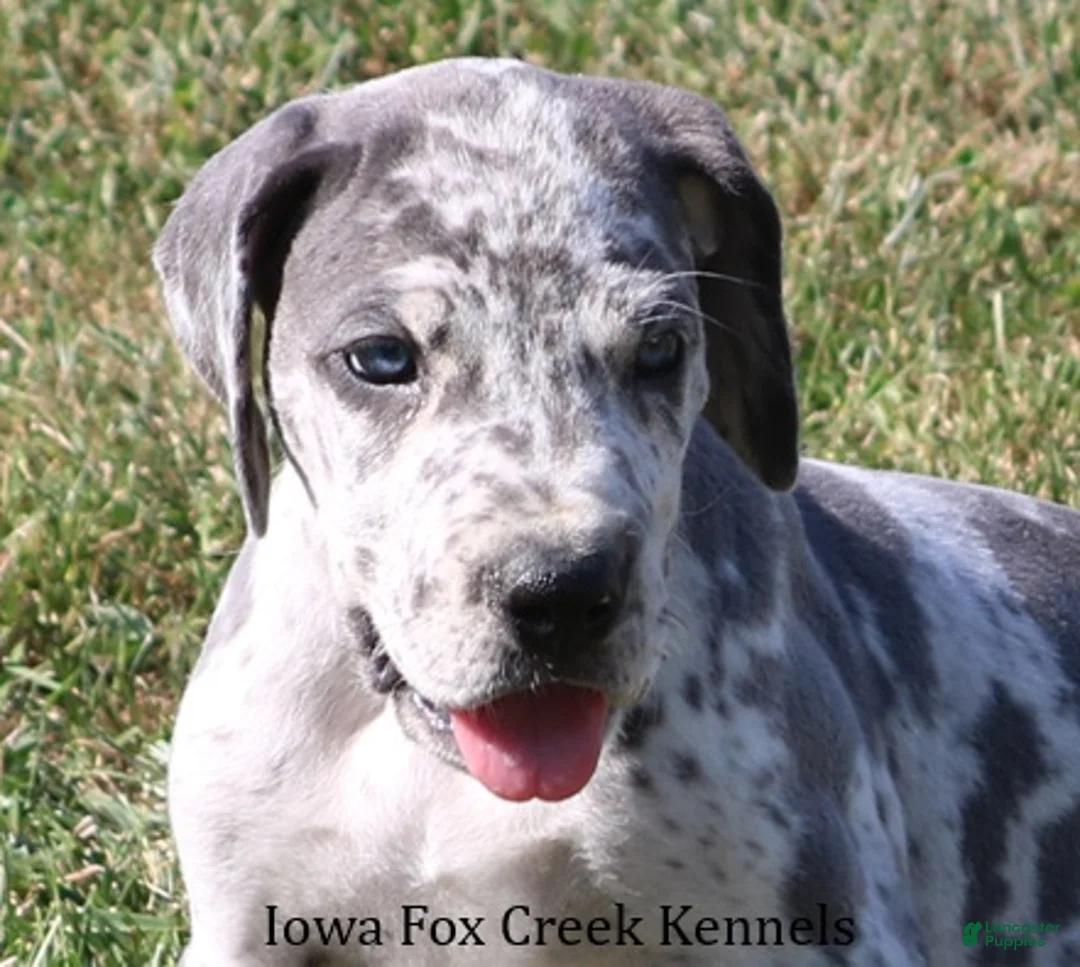 Great Dane dogs for sale: Shakira - Ad 1