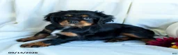 Cavalier King Charles Spaniel dogs for sale: Petunia - Ad 3