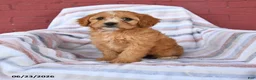 Cavapoo dogs for sale: Candy - Ad 1