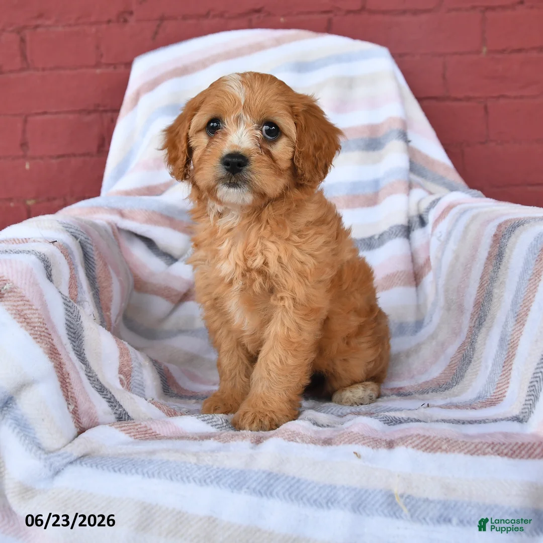 Cavapoo dogs for sale: Candy - Ad 1