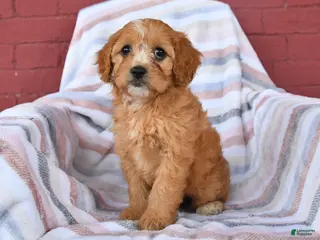 Cavapoo dogs for sale: Candy - Ad 3