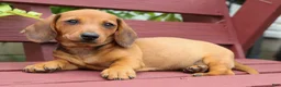 Miniature Dachshund dogs for sale: Scooter 🐾 - Ad 8