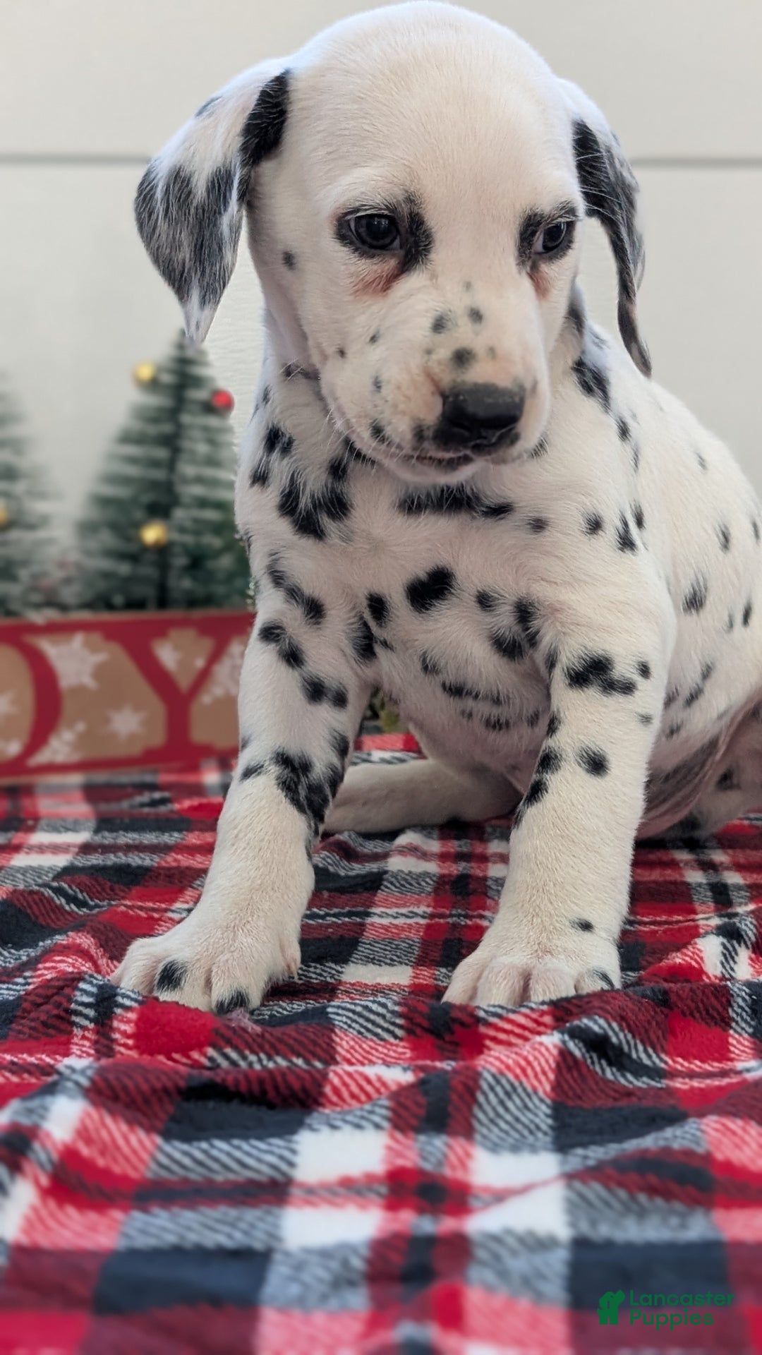 Dalmatian dogs for sale: Jack - Ad 9