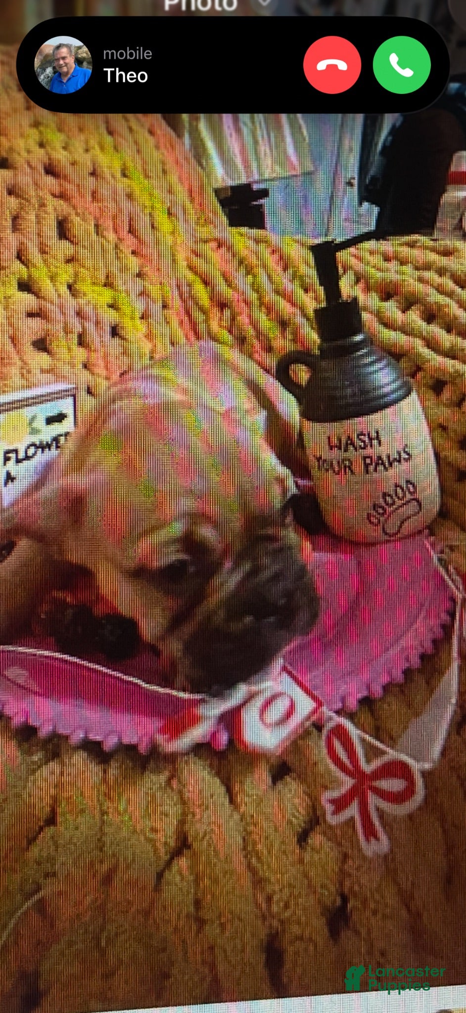 French Bulldog dogs French Bulldog 6 - Ad 18