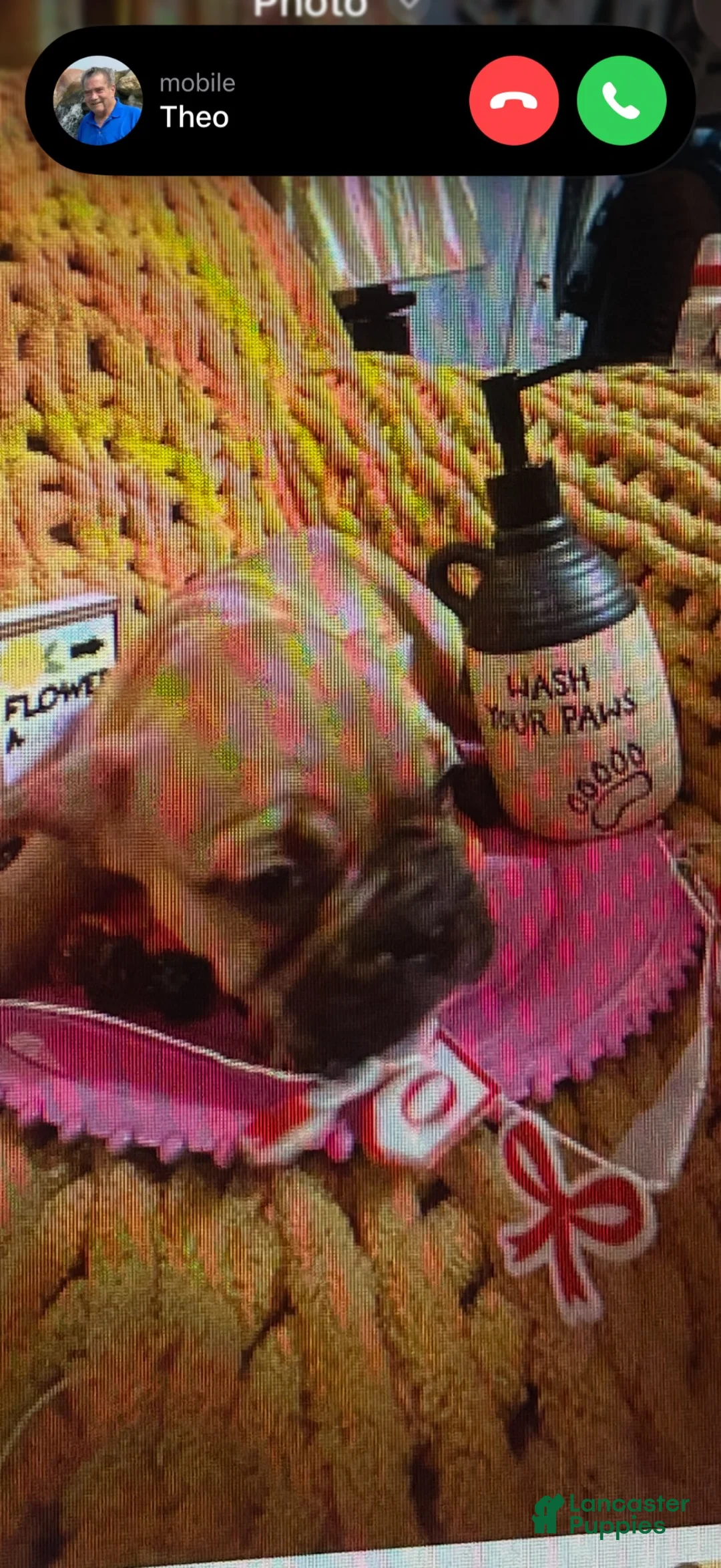 French Bulldog dogs for sale: French Bulldog 6 - Ad 1