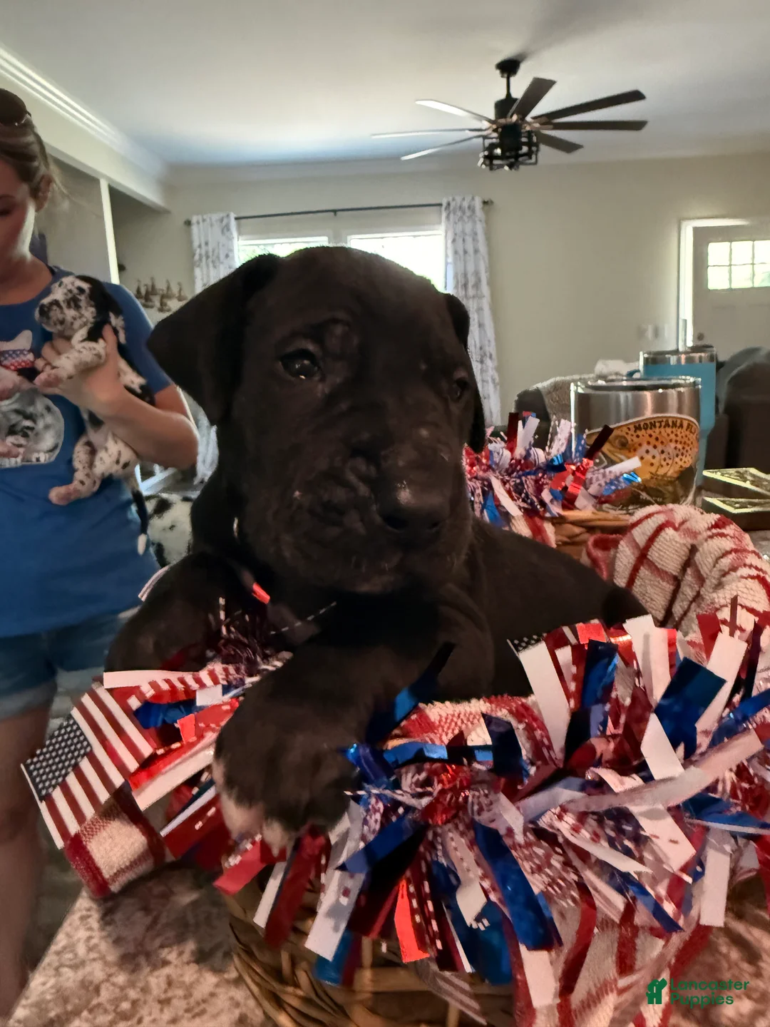 Great Dane dogs for sale: Nikki Sixx - Ad 1