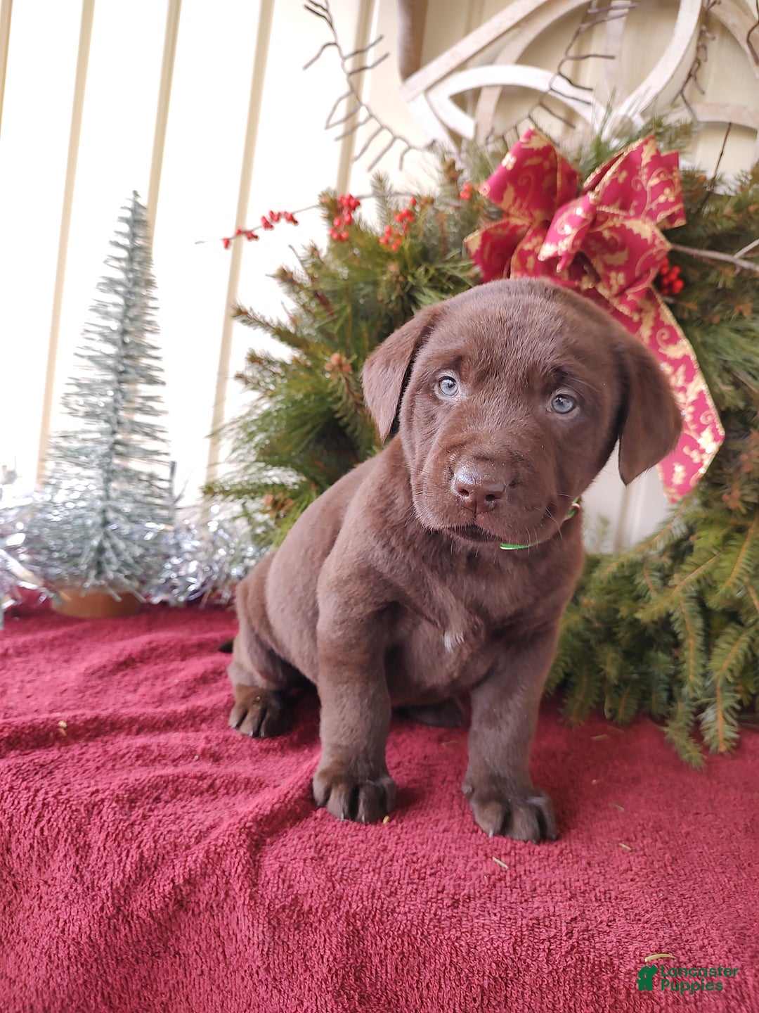 Labrador Retriever dogs for sale: Brax - Ad 4